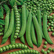 AD Green Arrow Shelling Pea 50 Seeds Home Garden - €11,42 EUR