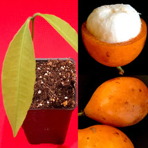 Achachairu Garcinia Humilis Orange Bolivian Mangosteen Tropical Fruit Tr... - £27.60 GBP