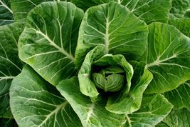 600+ Champion Collard Greens Seeds Fresh Vegetable Seeds Non-GMO  USA - $11.98