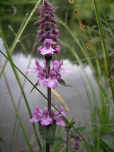 HS 25 Marsh Woundwort Hedge Nettle Stachys Palustris Herb Purple Flower Seeds Mo - £2.69 GBP