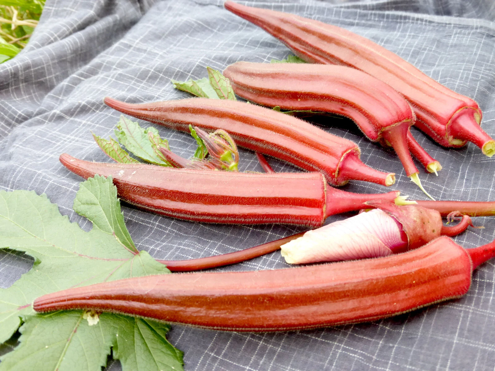 30 ORANGE JING OKRA SEEDS. FRESH HARVEST FOR GARDENS US SELLER - $2.89