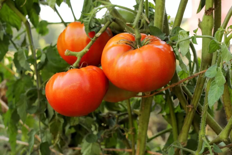 FARM 25 Better Boy Tomato Hybrid Non Gmo Vegetable Garden Heirloom Bulk ... - $9.95