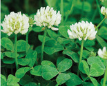 1/4 Lb White Dutch Clover Seeds Non-Gmo Cover Crop Perennial: Buy In Bul... - £11.84 GBP