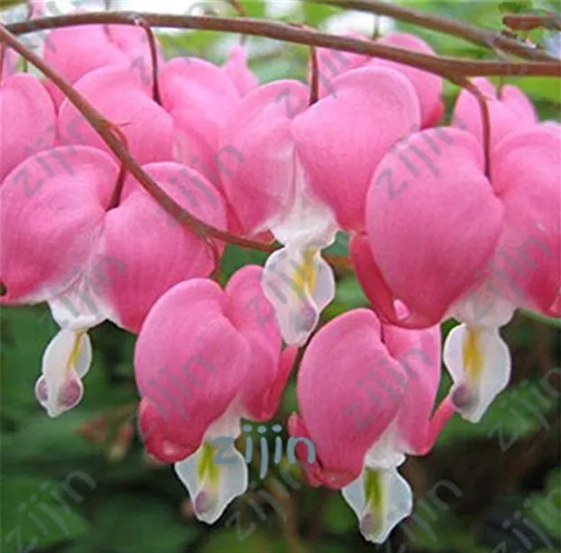 fresh 100pcs/bag Dicentra Spectabilis Bleeding Heart Classic Cottage