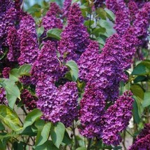 25 Orchid Lilac Seeds Tree Fragrant Flowers Perennial Seed Flower - £7.93 GBP