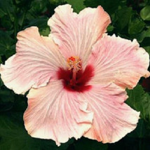 20 Light Pink Hibiscus Seeds Hardy Flower Garden Exotic Perennial  - £14.84 GBP