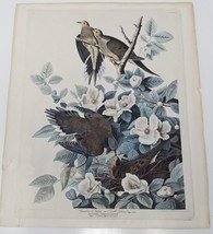 Carolina Pigeon Turtle Dove Columba Carolinensis B. Havell &amp; Son Engraving Print - £12.00 GBP