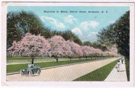 Postcard Magnolias In Bloom Oxford Street Rochester New York - £3.15 GBP