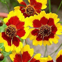 USA SELLER 500 Mix Southwest Wildflower Seeds #21 Free Shipping - £11.31 GBP