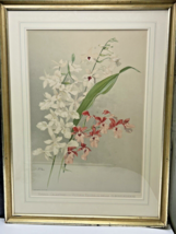 Joseph Mansell Chromolithograph H.G. Moon Hybrid Orchids London Framed Calanthes - £135.77 GBP