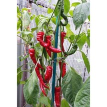 USA Seller Elephant&#39;S Trunk Hot Pepper Seeds Fast Shipping - £10.19 GBP