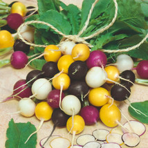 Garden Store 500 Halloween Mix Radish Seeds FROM USA  - $9.62