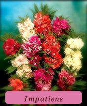 100 Seeds Balsam Camellia Camelia Flowered Usa Tropical Charm - $37.05 MXN