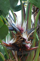 FROM US 16 Seeds Strelitzia Nicolai Giant Black Bird of Paradise GV18 - £18.82 GBP