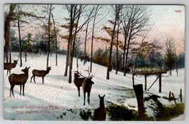 Des Moines Iowa Elk at Greenwood Park 1910 Postcard A26 - £5.48 GBP