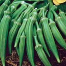 50 Pc Seeds Clemson Spineless Okra Vegetable Plant, Okra Seeds for Planting | RK - £8.27 GBP