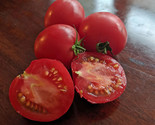 Arkansas Traveler Tomato Seeds, NON-GMO, Heirloom, Heat Tolerant, FREE SHIP - $2.47+