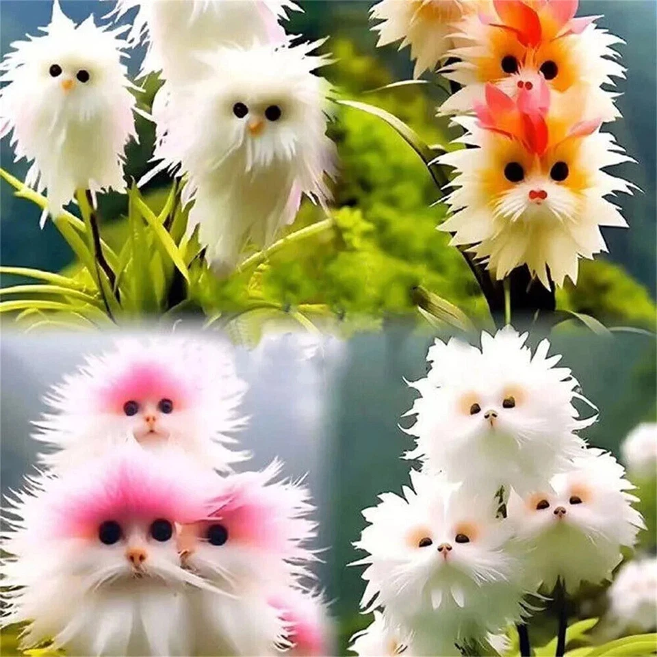 5 of Big Flower Faced Cat Orchid Seeds Are Full - Fragrant Potted Garden... - $4.88