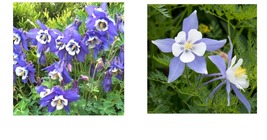 600 Seeds! Columbine BLUE Perennial Spring Blooms Fall Planting  - £21.64 GBP