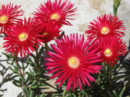 100 seeds Gelato Bright Red Ice Plant Mesembryanthemum Daisy Livingstone Flower - £6.85 GBP
