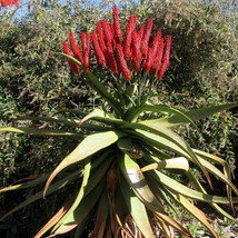 10Pcs Aloe Excelsa Succulents Plants Seeds Fresh Seeds - £6.98 GBP