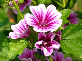 US Seller Zebra Mallow 100 Seeds White Zebra Striped Flowers Hardy Malva Sylvest - $7.38