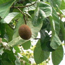 5 Pterygota Alata Buddha Coconut Tree Seeds For Planting   - £15.04 GBP