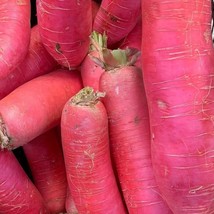 Red Daikon Radish Seeds Gardening Fresh USA Shipping - £6.27 GBP