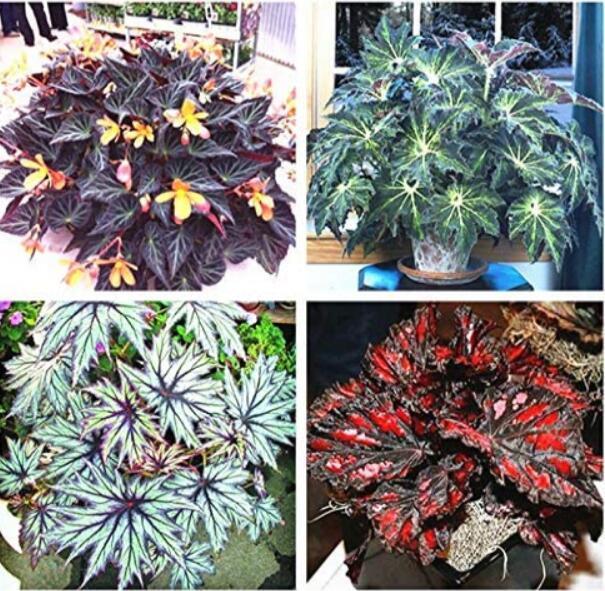 120 SEEDS Mixed 4 Types Begonia Seeds Includin Fire Red, Green, White, Gray Red