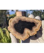 Petrified Wood Stone Decorative Crystal Slice (M21) - $276.38 MXN