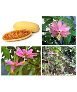 10 Banana Passion Fruit Pink Passiflora Mollissima Yellow Vine Heirloom ... - $14.00