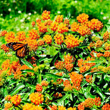 ArfanJaya 100 SeedsMilkweed Asclepias Tuberosa Monarch Butterfly Host Plant Pere - £9.37 GBP