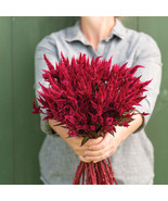 Celosia Seeds,Celway Red Celosia Flower Seeds  - $13.99