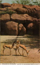 Springbuck Antelope St. Louis Zoo MO Postcard PC289 - £3.90 GBP