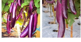 1000+ Chinese Eggplant Seeds Long Purple Eggplants Aubergine Asian Garden Seeds - £34.36 GBP