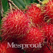 5pcs Rambutan Seed Red Fruits Malaysia Miracle Fruit Seeds Plant Giant Plant Tre - £3.86 GBP