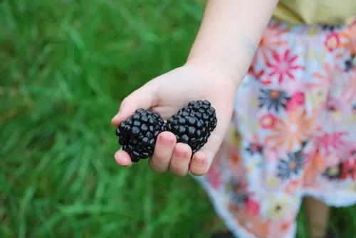 Giant Blackberry Bulk 1000 Seeds Medicinal Antioxidant Healthful Triple Crown - £42.43 GBP