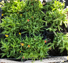 3.5&quot; Pots 3 Jewel Of Desert Ruby Ice Plants - Live Flowers Delosperma - £62.50 GBP