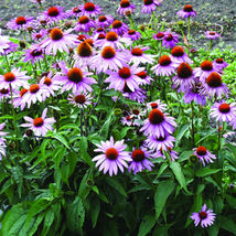 Purple Coneflower Seeds (Echinacea Purpurea) Organic - £3.19 GBP