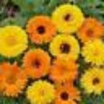 100 Seeds Calendula Pacific Beauty Mix Pot Marigold Heirloom Flowers Edible - £9.41 GBP
