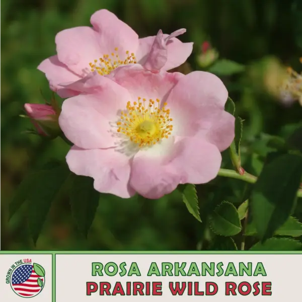 20 Prairie Wild Rose Seeds Rosa Arkansana Native Wildflower Genuine Usa - £7.38 GBP