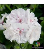 25 Precision White Red Eye Ivy Leaf Geranium Seeds - $157.68 MXN