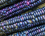 Rio Grande Blue Ornamental Corn Seeds Hopi Azul Flint Indian Dent Seed  - $5.93