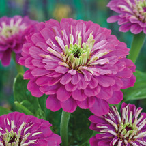 Zinnia, Purple Prince Flower, 140 Seeds Fresh Gardening USA SELLER - $9.00