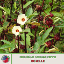 USA SELLER 20 Roselle Seeds Hibiscus Sabdariffa Florida Cranberry Asian Sour Lea - £8.85 GBP