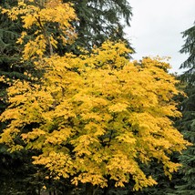 10 Yellow Ash Tree Kentucky Yellowwood White Flowers Cladrastis Lutea Kentukea S - £11.14 GBP