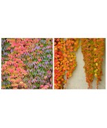 Boston Ivy Vine Starter Plant - $76.99