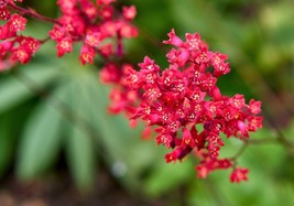 AW 100 Red Vivid Coral Bells Heuchera Sanguinea Scarlet Shade Flower See... - $203.44 MXN