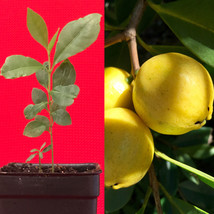 Lemon Yellow Cattley Guava Psidium Littorale Cattleianum Fruit Tree Potted PLANT - £21.35 GBP