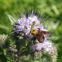 New 500 Purple Lacy Phacelia Flower Seeds Phacelia Tanacetifolia Fresh USA Garde - $8.99